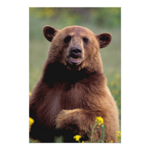 Nordamerika, Kalifornien, Zimt Schwarzbär Fotodruck