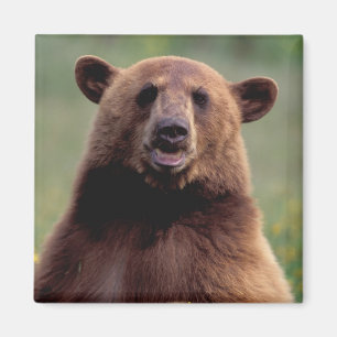 Nordamerika, Kalifornien, Zimt Schwarzbär Magnet
