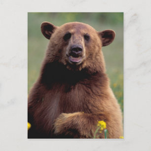 Nordamerika, Kalifornien, Zimtbär Postkarte