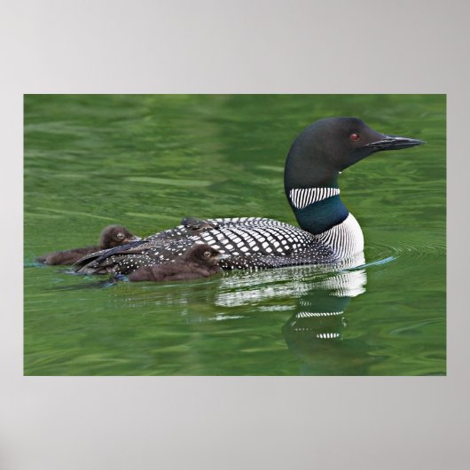 Nordamerika, Kanada, British Columbia, Lac 2 Poster (Vorne)