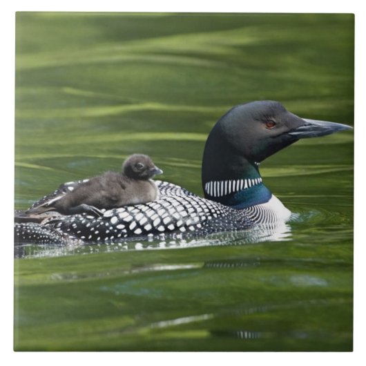 Nordamerika, Kanada, British Columbia, Lac Le Fliese (Vorderseite)