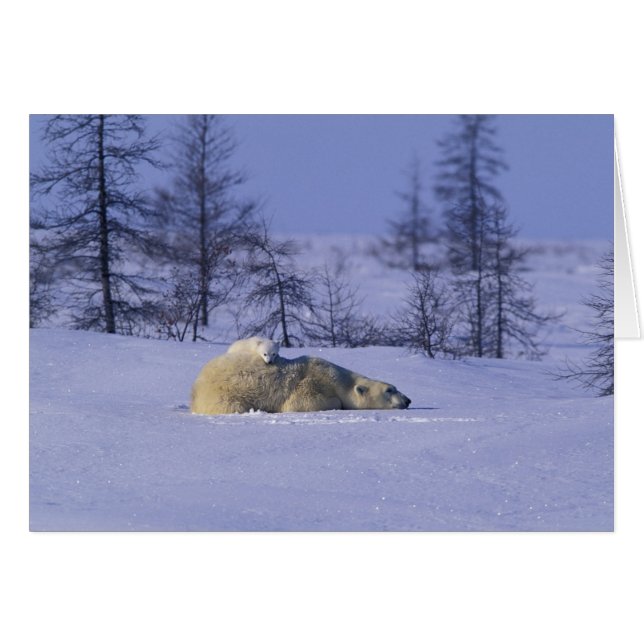 Nordamerika, Kanada, Manitoba, Churchill (Vorderseite (Horizontal))