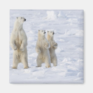 Nordamerika, Kanada, Manitoba, Churchill. 5 Magnet