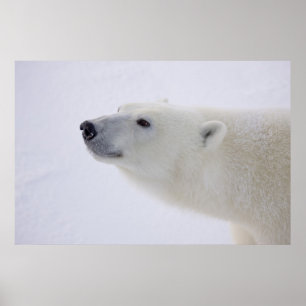 Nordamerika, Kanada, Manitoba, Churchill. 7 Poster