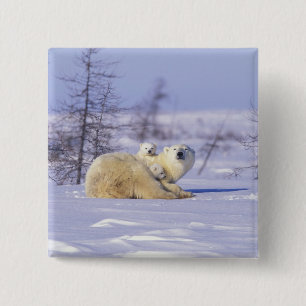 Nordamerika, Kanada, Manitoba, Churchill. 9 Button