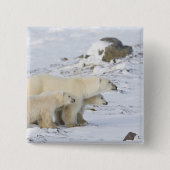 Nordamerika, Kanada, Manitoba, Churchill Button (Vorderseite)