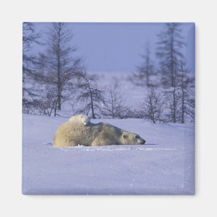 Nordamerika, Kanada, Manitoba, Churchill Magnet