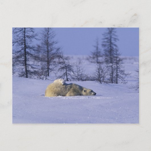 Nordamerika, Kanada, Manitoba, Churchill Postkarte (Vorderseite)