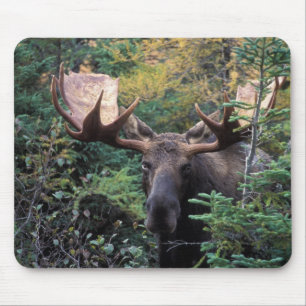 Nordamerika, Kanada, Nova Scotia, Cape Breton Mousepad