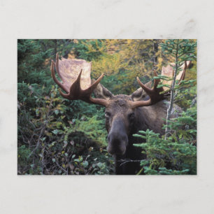 Nordamerika, Kanada, Nova Scotia, Cape Breton Postkarte