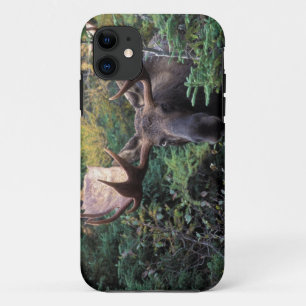 Nordamerika, Kanada, Nova Scotia, Kap Breton iPhone 11 Hülle