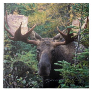 Nordamerika, Kanada, Nova Scotia, Kap Breton Fliese