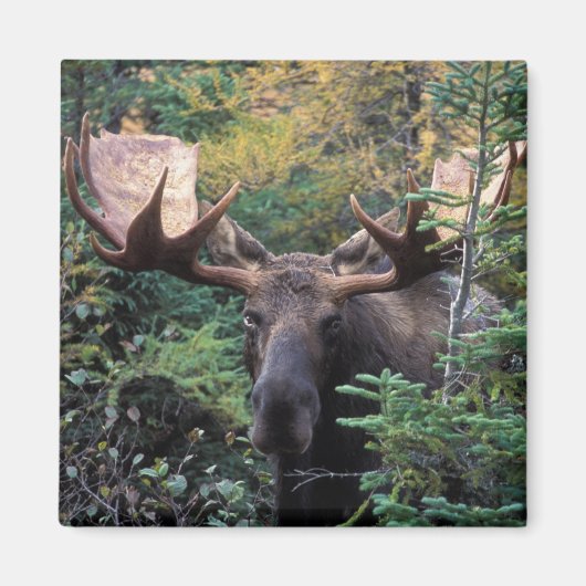 Nordamerika, Kanada, Nova Scotia, Kap Breton Magnet (Vorne)