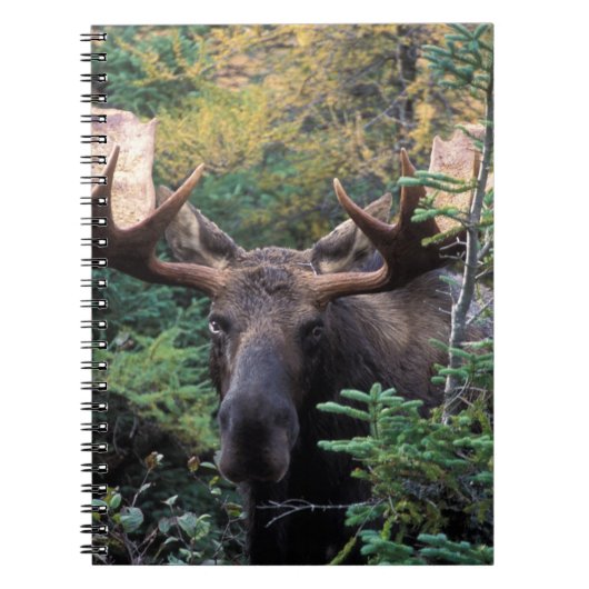 Nordamerika, Kanada, Nova Scotia, Kap Breton Notizblock (Vorderseite)