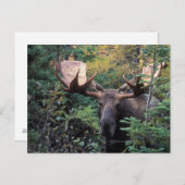 Nordamerika, Kanada, Nova Scotia, Kap Breton Postkarte (Vorne/Hinten)