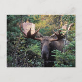 Nordamerika, Kanada, Nova Scotia, Kap Breton Postkarte (Vorderseite)