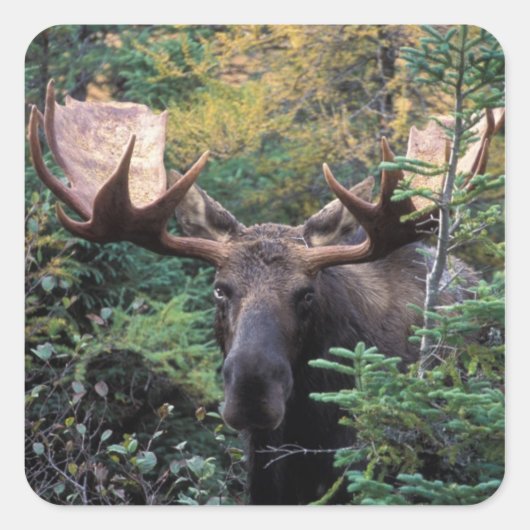 Nordamerika, Kanada, Nova Scotia, Kap Breton Quadratischer Aufkleber (Vorderseite)