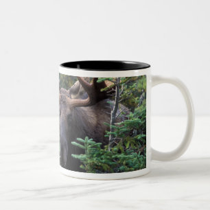 Nordamerika, Kanada, Nova Scotia, Kap Breton Zweifarbige Tasse