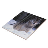Nordamerika, Kanada, Ostkanada, Grauwolf Fliese (Seite)