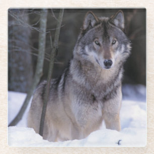 Nordamerika, Kanada, Ostkanada, Grauwolf Glasuntersetzer