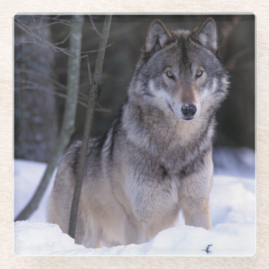 Nordamerika, Kanada, Ostkanada, Grauwolf Glasuntersetzer (Vorderseite)