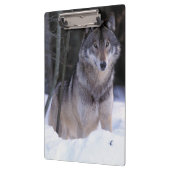Nordamerika, Kanada, Ostkanada, Grauwolf Klemmbrett (Links)