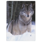 Nordamerika, Kanada, Ostkanada, Grauwolf Klemmbrett (Rückseite)