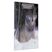Nordamerika, Kanada, Ostkanada, Grauwolf Klemmbrett (Rechts)
