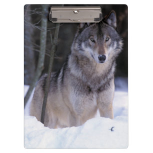 Nordamerika, Kanada, Ostkanada, Grauwolf Klemmbrett
