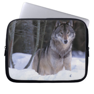Nordamerika, Kanada, Ostkanada, Grauwolf Laptopschutzhülle