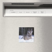 Nordamerika, Kanada, Ostkanada, Grauwolf Magnet (In Situ (Geschirrspüler))