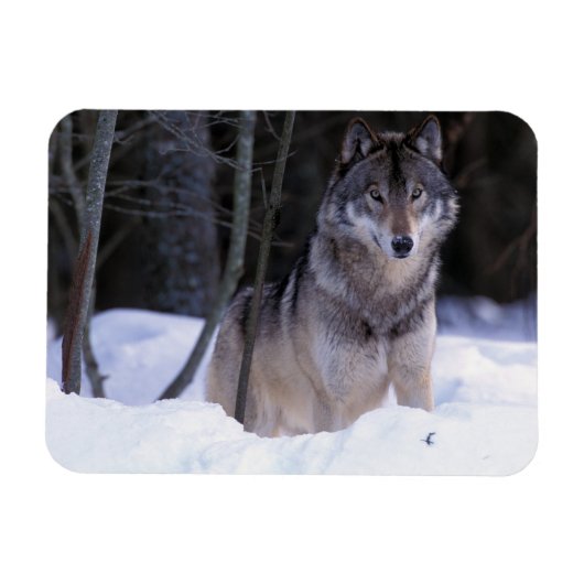 Nordamerika, Kanada, Ostkanada, Grauwolf Magnet (Horizontal)