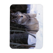 Nordamerika, Kanada, Ostkanada, Grauwolf Magnet (Vertikal)