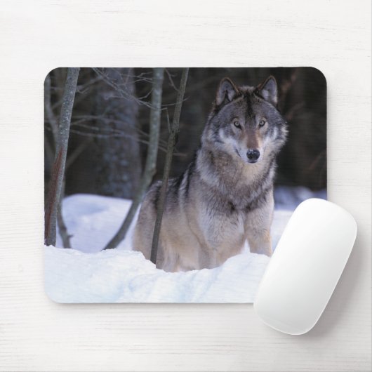 Nordamerika, Kanada, Ostkanada, Grauwolf Mousepad (Mit Mouse)