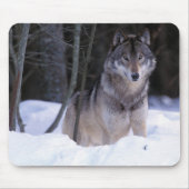 Nordamerika, Kanada, Ostkanada, Grauwolf Mousepad (Vorne)