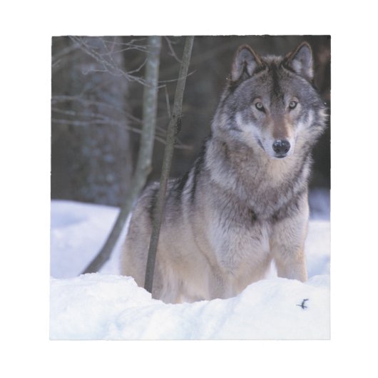 Nordamerika, Kanada, Ostkanada, Grauwolf Notizblock (Vorderseite)