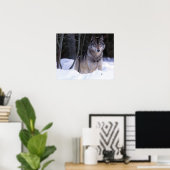 Nordamerika, Kanada, Ostkanada, Grauwolf Poster (Heimbüro)