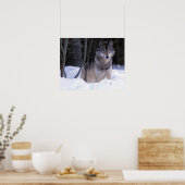 Nordamerika, Kanada, Ostkanada, Grauwolf Poster (Küche)