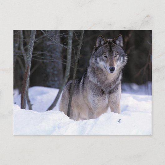 Nordamerika, Kanada, Ostkanada, Grauwolf Postkarte (Vorderseite)