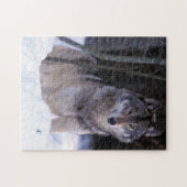 Nordamerika, Kanada, Ostkanada, Grauwolf Puzzle (Horizontal)