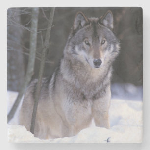 Nordamerika, Kanada, Ostkanada, Grauwolf Steinuntersetzer