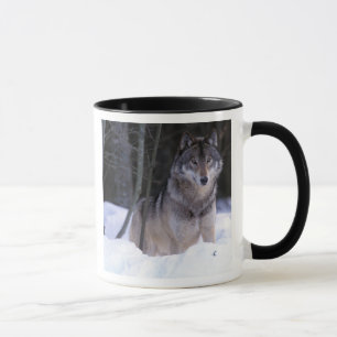 Nordamerika, Kanada, Ostkanada, Grauwolf Tasse