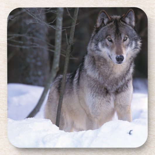 Nordamerika, Kanada, Ostkanada, Grauwolf Untersetzer (Vorderseite)