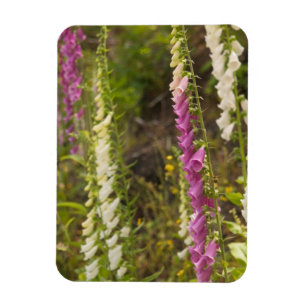 Nordamerika, Kanada, Queen Charlotte Islands, 2 Magnet