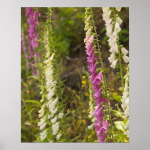 Nordamerika, Kanada, Queen Charlotte Islands, 2 Poster