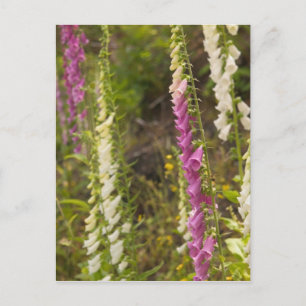 Nordamerika, Kanada, Queen Charlotte Islands, 2 Postkarte