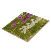 Nordamerika, Kanada, Queen Charlotte Islands, 5 Fliese (Seite)