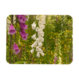 Nordamerika, Kanada, Queen Charlotte Islands, 5 Magnet