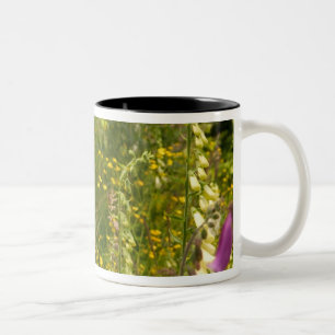 Nordamerika, Kanada, Queen Charlotte Islands, 5 Zweifarbige Tasse