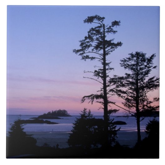 Nordamerika, Kanada, Vancouver Island, Bäume Fliese (Vorderseite)